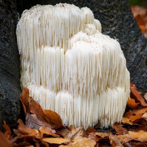 Lion's Mane