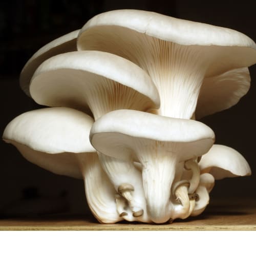 Oyster Mushrooms