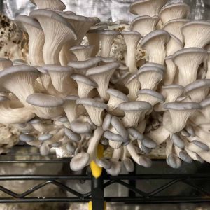 Dried Gourmet Oyster Mushrooms